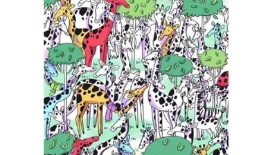 Apabila dilihat secara sekilas, hanya ada jerapah pada gambar, namun faktanya terdapat seekor zebra yang tersembunyi.