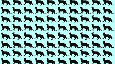 Tes Penglihatan: Punya Mata Jeli? Coba Temukan 1 Ekor Kucing Berbeda pada Gambar, Ketemu? 