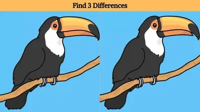 Tes Ilusi Optik: Bisakah Temukan 3 Perbedaan Burung Toucan? Hanya Orang dengan Penglihatan Tajam Dapat Menemukan Jawabannya