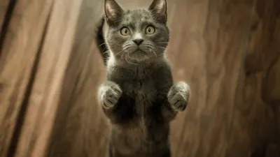 Fakta Kucing yang Sering Dianggap Majikan Manusia, Nomor Sembilan Bikin Babunya Jadi Tambah Sayang