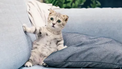 Apakah kucing benar-benar bisa merasakan emosi seperti manusia? Seperti merasakan cemburu dan juga stres. Penelitian menjawab hal ini.