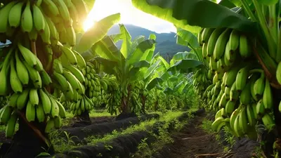Ilustrasi Wisata Kebun Pisang