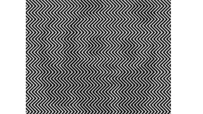 Gambar hewan rahasia dalam ilusi optik ini dibuat khusus untuk mereka yang senang mengasah otaknya. Coba tebak dengan benar.