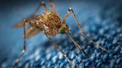Ilustrasi Nyamuk Wolbachia