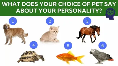 Tes Psikologi: Hewan Peliharaan Diklaim Dapat Ungkap Kepribadian Seseorang, Apa Binatang Favoritmu?