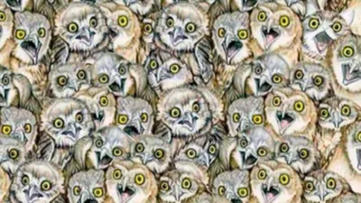 Tes IQ: Temukan Kucing dalam Kumpulan Burung Hantu