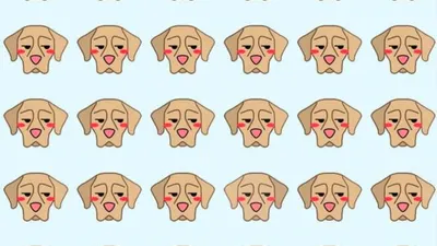 Tes IQ: Temukan 1 Anjing yang Berbeda di Antara Anjing Lainnya