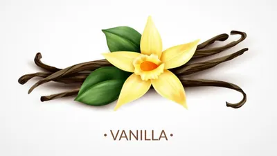Illustrasi. Vanili