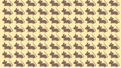 Tes Penglihatan: Punya Kemampuan Observasi Baik? Temukan Tikus Paling Berbeda di Balik Gambar Ilusi Optik Ini, Fokuskan Matamu