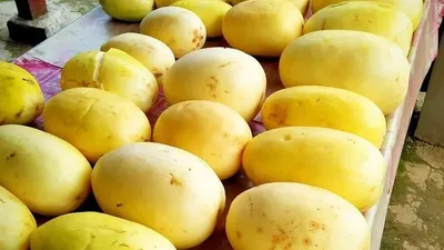 Manfaat buah timun suri