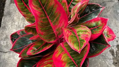 Berdaun Lebat dan Mengkilap, Simak 9 Tips Cara Mudah Merawat Tanaman Aglonema Agar Cepat Beranak (Instagram @nurdin.nursery)