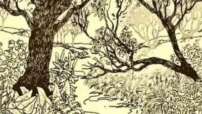 Tes Ilusi Optik: Bisakah Kamu Temukan Ikan Tersembunyi di Gambar Hutan dalam Waktu 11 Detik?