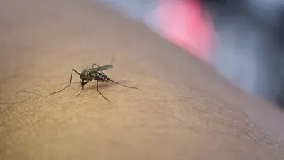 Ilustrasi Nyamuk Wolbachia. Nyamuk Wolbachia: Metode Klaim Reduksi Penyebaran DBD yang Menimbulkan Pro dan Kontra