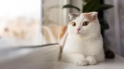 Ilustrasi doa kucing untuk pemiliknya (Freepik)