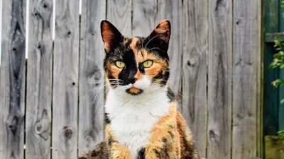 Ilustrasi&nbsp;kucing belang tiga menjadi salah satu kucing yang sering kita jumpai terutama di tempat umum.