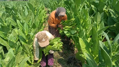 Petani tembakau di Pilangkenceng, Kabupaten Madiun tengah panen raya. Para Pelaku UMKM Desak Kemenkes Keluarkan Aturan Tembakau Dari RPP UU Kesehatan Karena Tak Sesuai Fakta