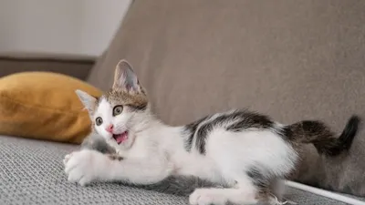 Ilustrasi arti perilaku kucing termasuk membuang kotoran sembarangan di rumah.