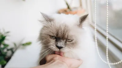 Selain menjadi hewan peliharaan populer, kucing juga menyimpan beragam fakta menarik yang mungkin belum banyak diketahui oleh banyak orang.