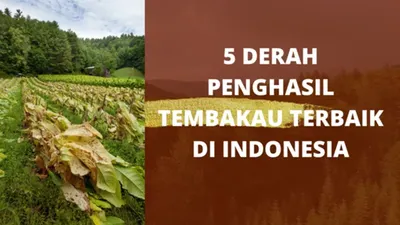 Lima Daerah Penghasil Tanaman Tembakau di Indonesia, Ada Wilayah Unik yang Hanya Panen Tujuh Kilo Setiap Tahun