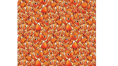 Menemukan seekor bintang laut di antara ikan dan kepiting bukanlah hal yang mudah, dikarenakan warnanya yang mirip.