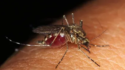 Mengenal Cara Kerja Wolbachia, Teknologi yang Diklaim Bisa Atasi Demam Berdarah dengan Lumpuhkan Virus Dengue