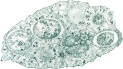 Menurut Wirang Birawa, disebarnya nyamuk Wolbachia akan membuat nyamuk Aedes Aegypti tak bisa berkompetisi dengan nyamuk Culex.