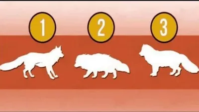 Ilustrasi tes kepribadian.