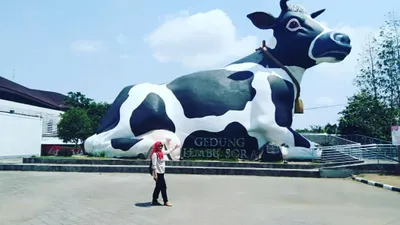 Patung Lembu Sora yang merupakan patung sapi ndekem, telah menjadi salah satu ikon yang menarik di Kota Boyolali, Jawa Tengah.