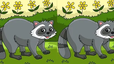 Tes IQ: Temukan 3 Perbedaan dari Gambar Rakun Ini