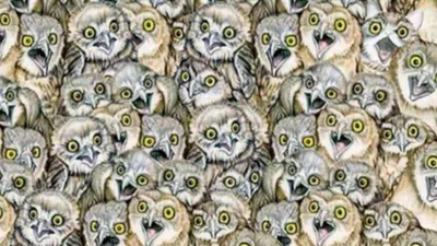 Tes penglihatan ini meminta kamu untuk menemukan kucing tersembunyi di antara burung hantu.