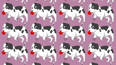 Tes IQ: Bisakah Kamu Menemukan Anjing yang Terunik di Gambar Ini dalam Waktu 7 Detik? Si Jenius Pasti Tahu!