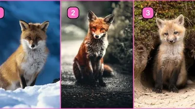 Gambar Rubah yang Kamu Pilih, akan Mengungkapkan Karaktermu