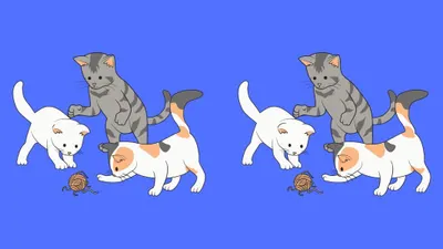 Pada gambar di atas terdapat tiga kucing yang sedang bermain-main. Dari kedua gambar tersebut, sekilas tidak terlihat ada perbedaan.