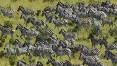 Tes IQ&nbsp;Hanya&nbsp;10 Detik:&nbsp;Kamu&nbsp;Punya Observasi&nbsp;Tajam Jika Melihat Harimau Bersembunyi di Kawanan Zebra
