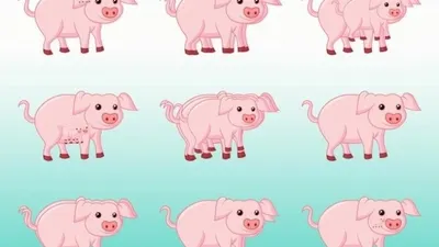 Tes IQ: Latih Daya Fokusmu, Ada Berapa Banyak Babi yang Bisa Kamu Temukan?