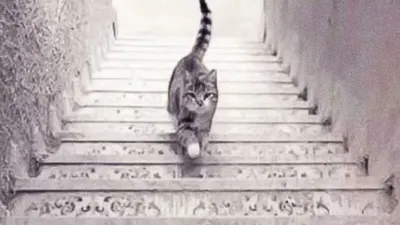 Tes Ilusi Optik: Ungkap Kemampuanmu&nbsp;Kognitifmu ke mana Arah Kucing Ini melangkah, Atas atau Bawah?