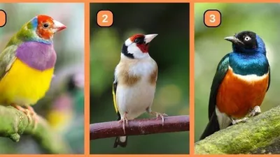 Tes Kepribadian Burung Mana yang Dipilih Bisa Tunjukkan Kamu&nbsp;Rendah Hati atau Sombong.