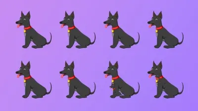 Tes Penglihatan 30 Detik: Ada Berapa Banyak Anjing pada Gambar? Buktikan Ketajaman Matamu!