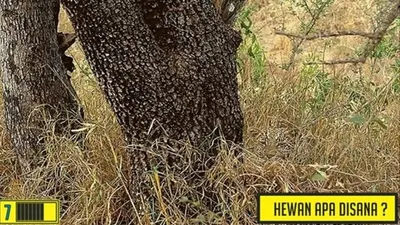 Tes Penglihatan: Mata Kamu Tajam? Coba Temukan Hewan Tersembunyi pada Gambar Ini!