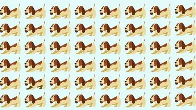 Tes Penglihatan: Punya Mata Elang? Coba Temukan Anjing Paling Berbeda dari Gambar Ini, Kerahkan Kemampuanmu