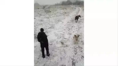 Tes Penglihatan dalam 10 detik: Hanya 1 Persen Orang Jenius yang Dapat Melihat Anjing Ketiga