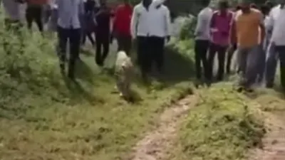 Unggahan video yang diduga berasal dari India tersebut bermula dari sekawanan pekerja laki-laki tengah mengarak Macan Tutul.