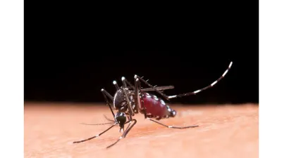 Ilustrasi. Nyamuk Wolbachia