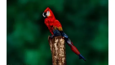 Tes Ilusi Optik: Coba Temukan Seorang Model Pada Gambar Burung macaw 