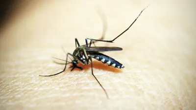 Ilustrasi. Nyamuk Wolbachia