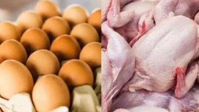 Pemerintah akan Kembali Salurkan Bantuan Daging Ayam + Telur