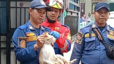 Warga Cibinong Laporkan Kucing Oren ke Petugas Pemadam Kebakaran