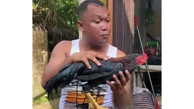 Si Putra, Sosok Ayam Jantan Milik TikToker Adi Sudirja