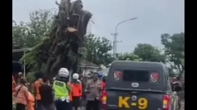  Pohon Beringin Keramat Berusia Ratusan Tahun di Wonogiri DItebang