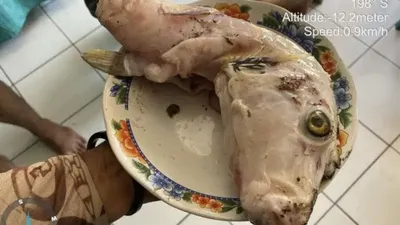 Ibu dan 2 Anak di Maluku Tengah Meninggal Usai Makan Telur Ikan Buntal